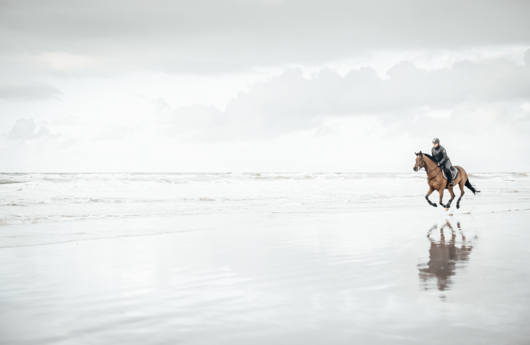 Horses on the beach