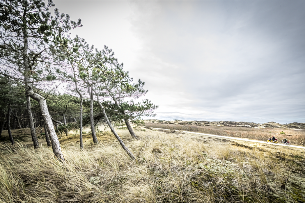 Schoorlse Duinen